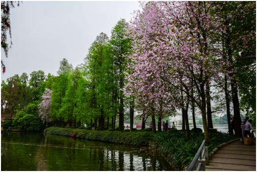 広州東山湖公園(写真提供:広州住友商事有限公司 葉 海珠)
