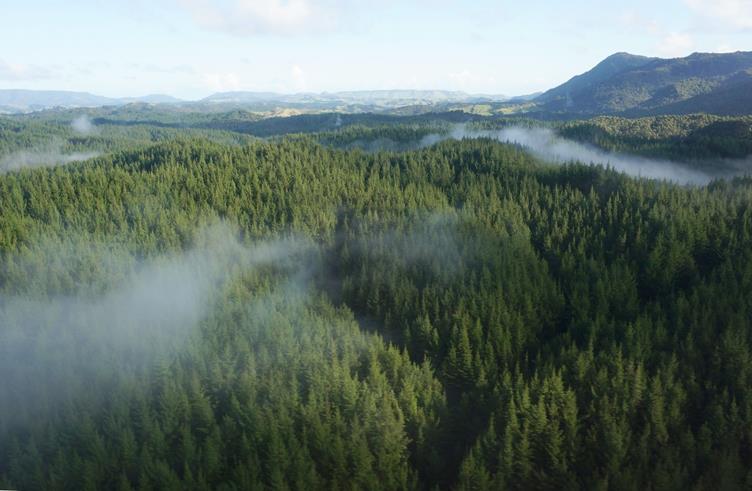 当社森林を上空から（写真提供：Summit Forests）