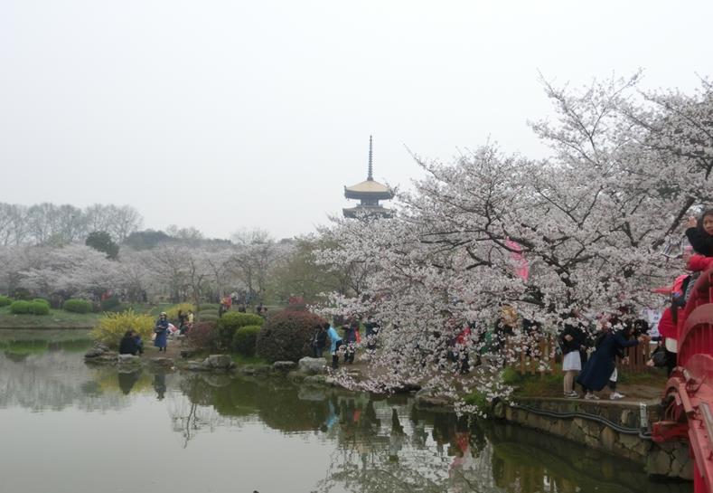 東湖桜花園（筆者撮影）