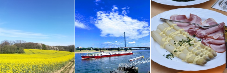 黄色が鮮やかな菜の花畑、ライン川と青空、白アスパラガス（シュパーゲル）（撮影：西原隆広、西原陽子）