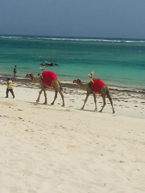 モンバサビーチのラクダ（撮影：エミリー・ネゲサ）